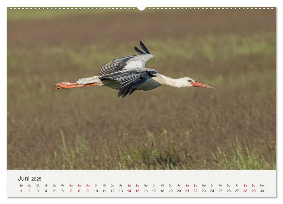 Faszination Natur Unterwegs in Südhessen (CALVENDO Premium Wandkalender 2025)