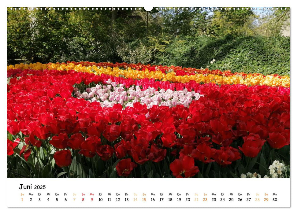 Auf Tour im Land der Tulpen (CALVENDO Premium Wandkalender 2025)