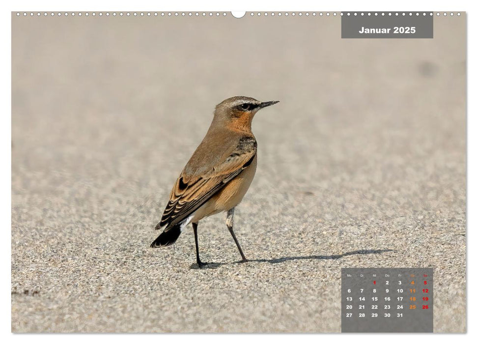 Sperlingsvögel - Die kleinen Sänger mit den großen Stimmen (CALVENDO Premium Wandkalender 2025)