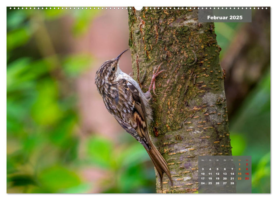 Sperlingsvögel - Die kleinen Sänger mit den großen Stimmen (CALVENDO Premium Wandkalender 2025)