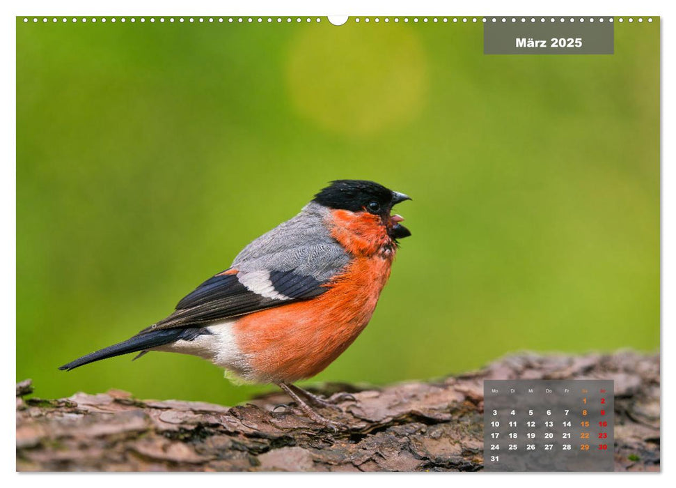 Sperlingsvögel - Die kleinen Sänger mit den großen Stimmen (CALVENDO Premium Wandkalender 2025)