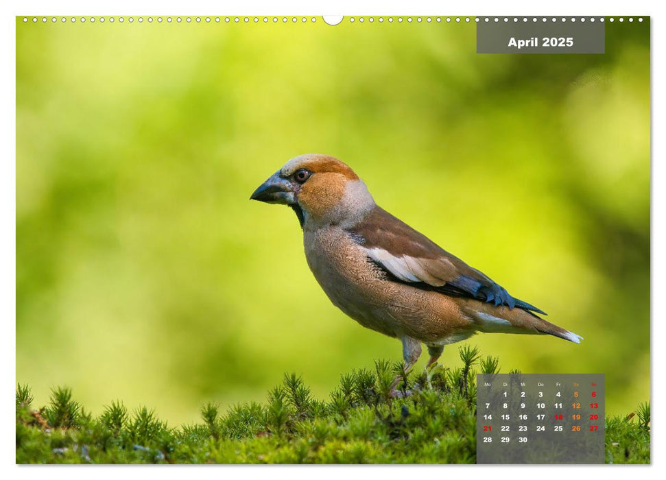 Sperlingsvögel - Die kleinen Sänger mit den großen Stimmen (CALVENDO Premium Wandkalender 2025)