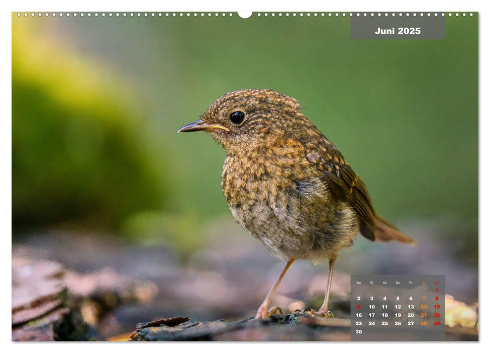 Sperlingsvögel - Die kleinen Sänger mit den großen Stimmen (CALVENDO Premium Wandkalender 2025)