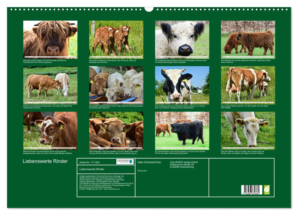 Liebenswerte Rinder (CALVENDO Wandkalender 2025)