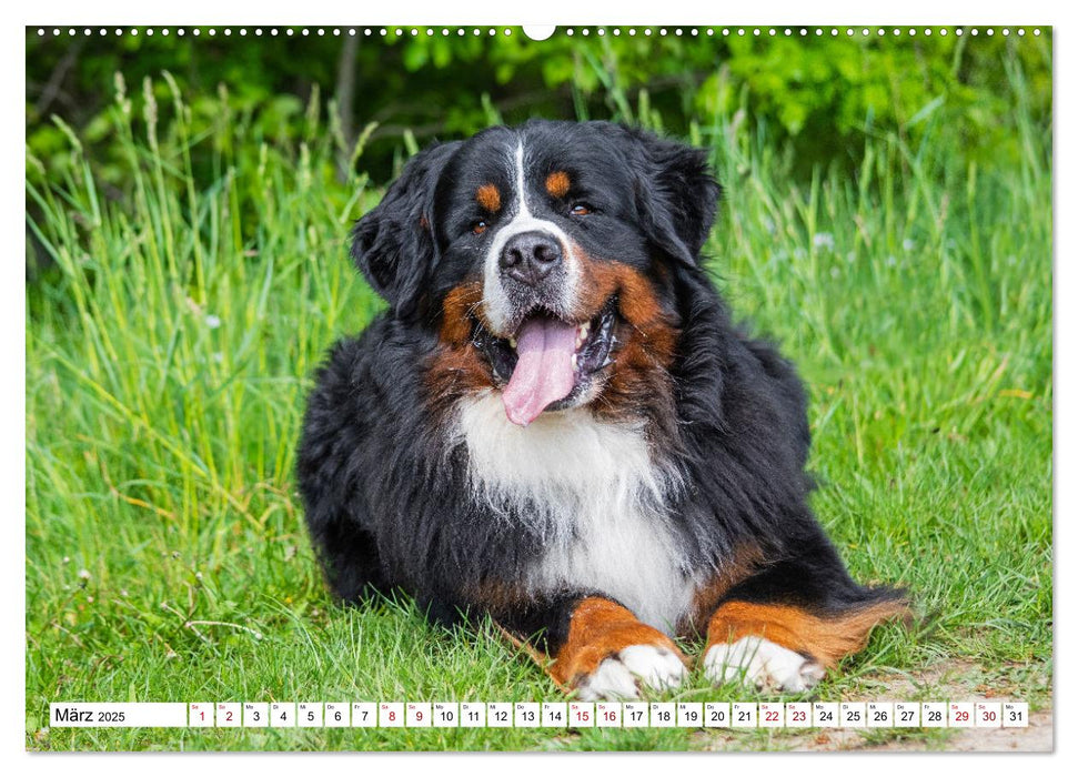 Berner Sennenhund - Eine Liebe für´s Leben (CALVENDO Premium Wandkalender 2025)