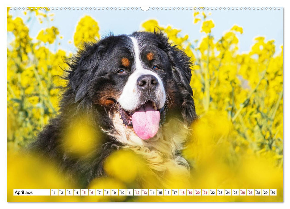 Berner Sennenhund - Eine Liebe für´s Leben (CALVENDO Premium Wandkalender 2025)