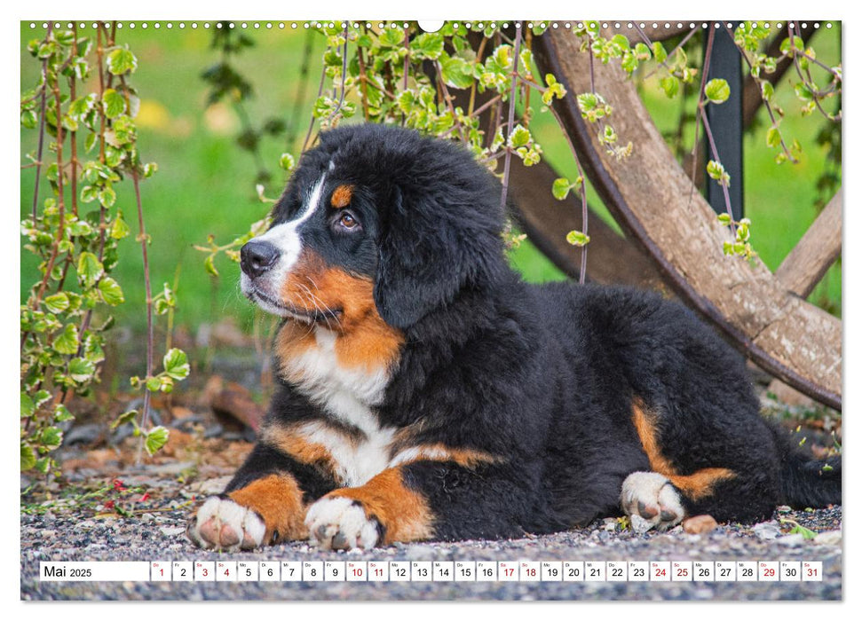 Berner Sennenhund - Eine Liebe für´s Leben (CALVENDO Premium Wandkalender 2025)