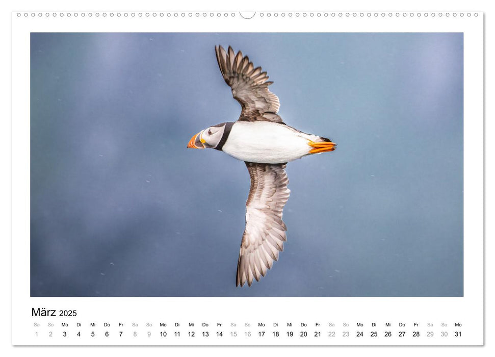 Fauna arctica (CALVENDO Premium Wandkalender 2025)