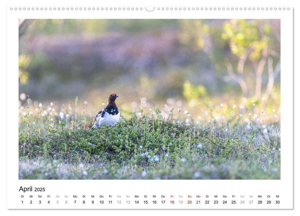 Fauna arctica (CALVENDO Premium Wandkalender 2025)