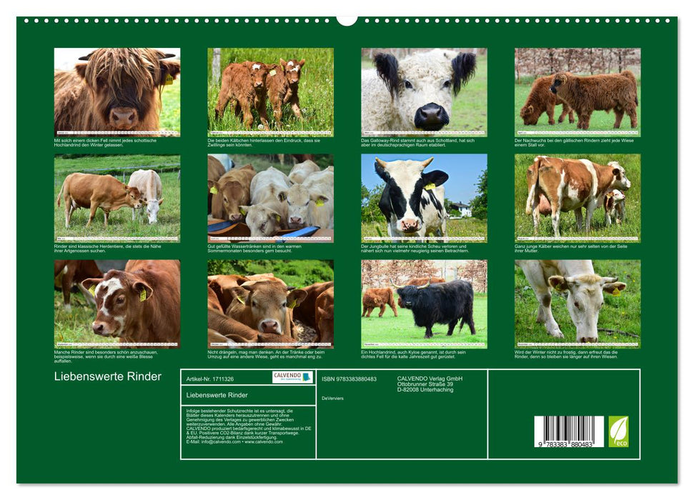 Liebenswerte Rinder (CALVENDO Premium Wandkalender 2025)