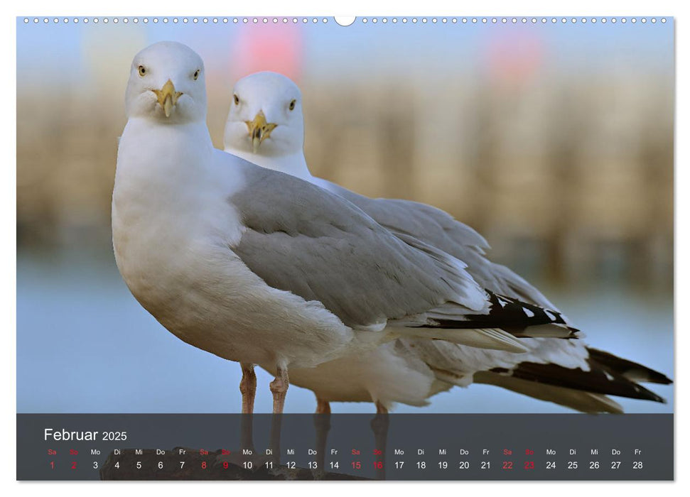 Strand und Küste - Möwen (CALVENDO Premium Wandkalender 2025)