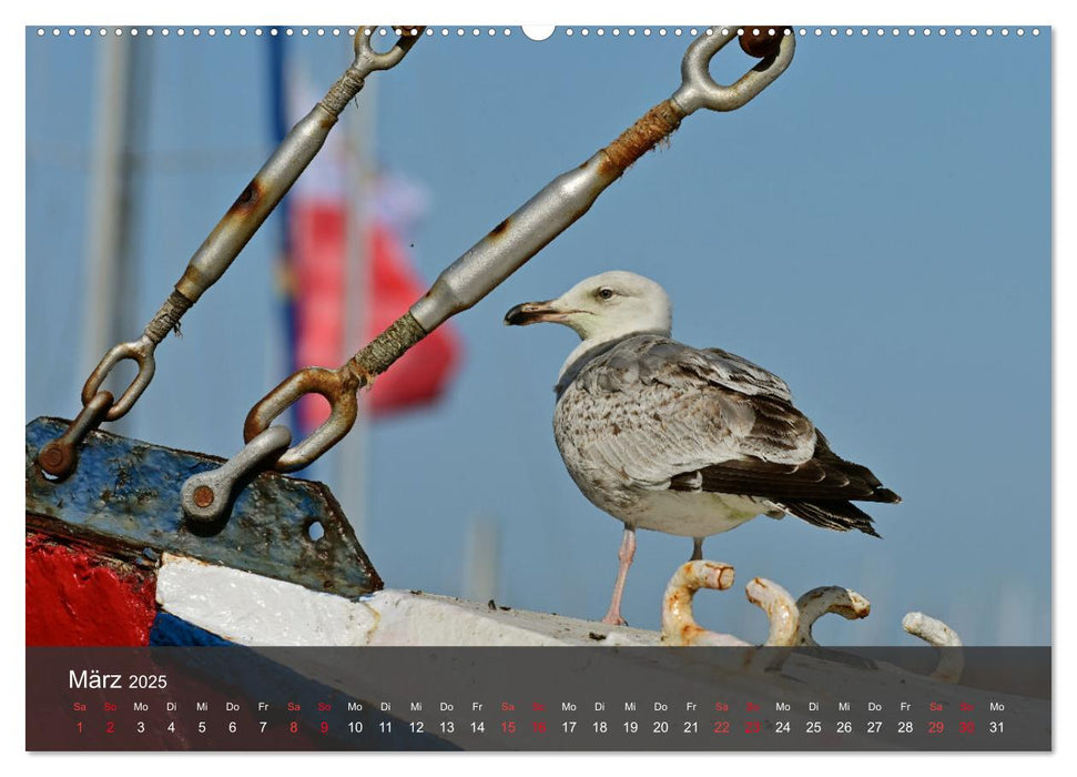 Strand und Küste - Möwen (CALVENDO Premium Wandkalender 2025)