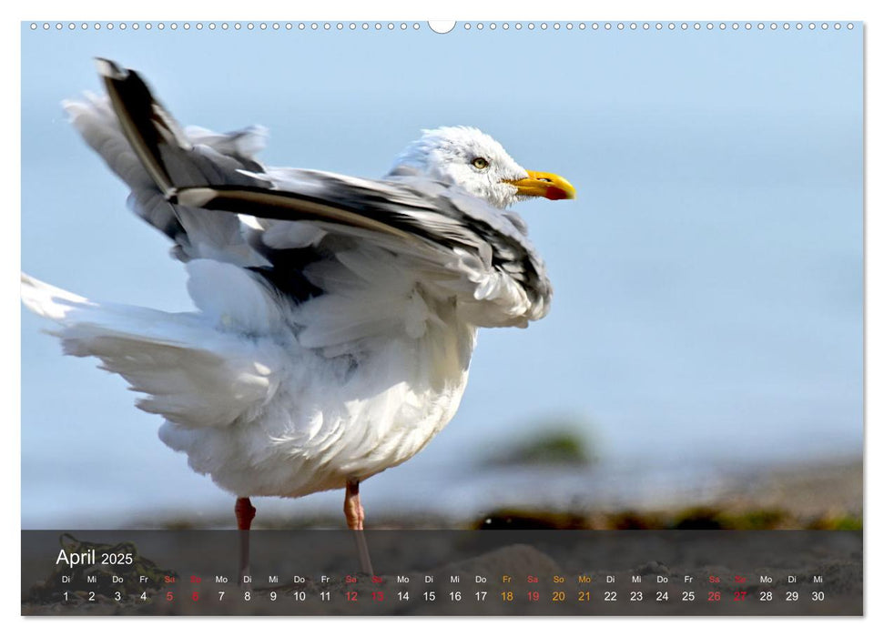 Strand und Küste - Möwen (CALVENDO Premium Wandkalender 2025)