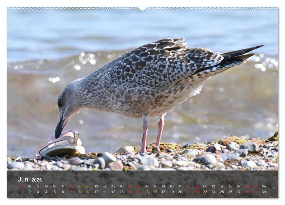 Strand und Küste - Möwen (CALVENDO Premium Wandkalender 2025)