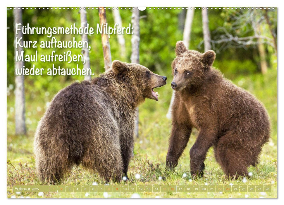 Spaß mit Bären: Edition lustige Tiere (CALVENDO Wandkalender 2025)