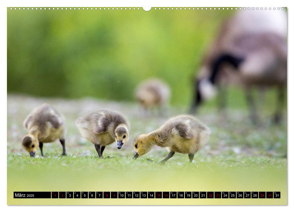 Bei den Purpurreihern (CALVENDO Premium Wandkalender 2025)