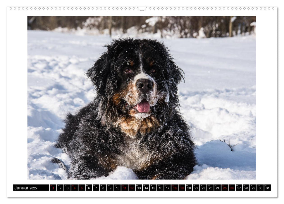 Berner Sennenhunde - Die sanften Powerpakete (CALVENDO Premium Wandkalender 2025)