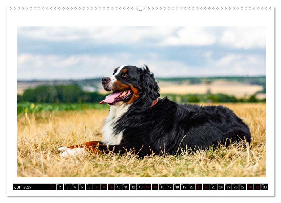 Berner Sennenhunde - Die sanften Powerpakete (CALVENDO Premium Wandkalender 2025)