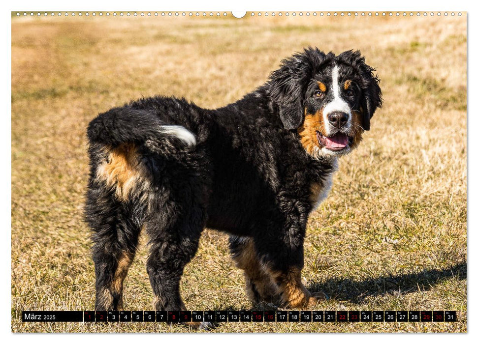 Berner Sennenhund Welpen - Bezaubernde Plüschbärchen (CALVENDO Premium Wandkalender 2025)