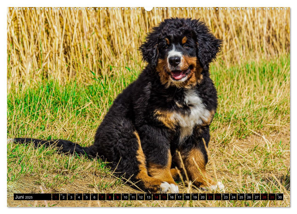 Berner Sennenhund Welpen - Bezaubernde Plüschbärchen (CALVENDO Premium Wandkalender 2025)