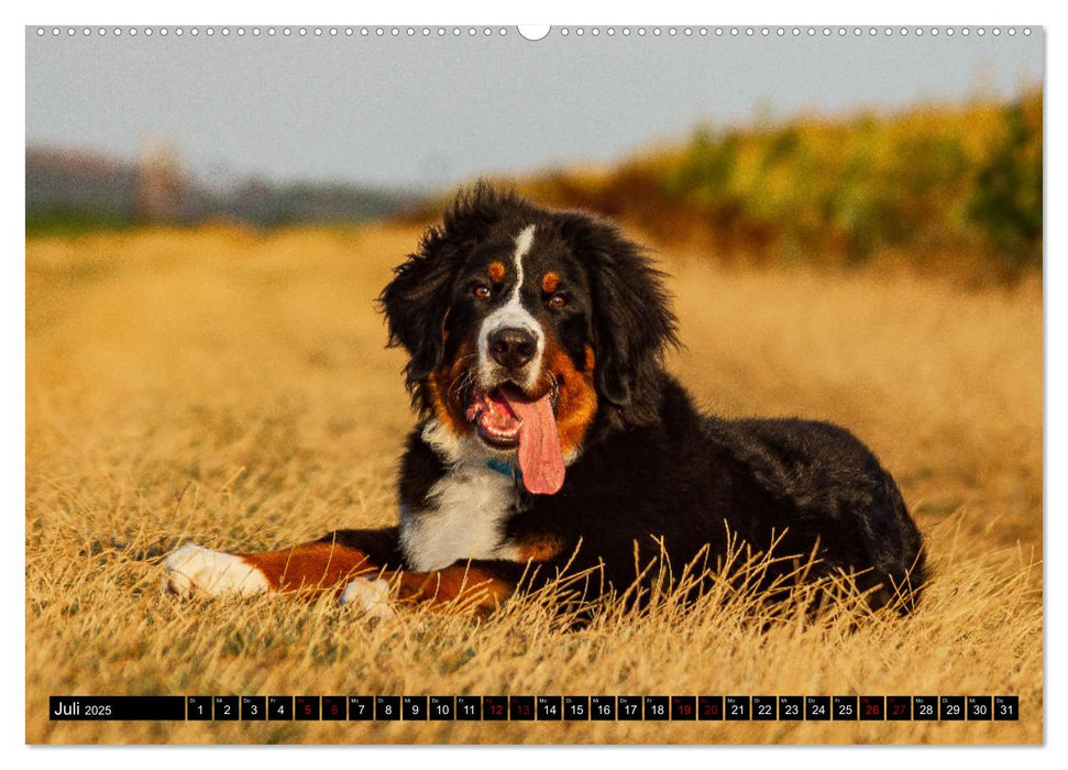 Berner Sennenhund Welpen - Bezaubernde Plüschbärchen (CALVENDO Premium Wandkalender 2025)