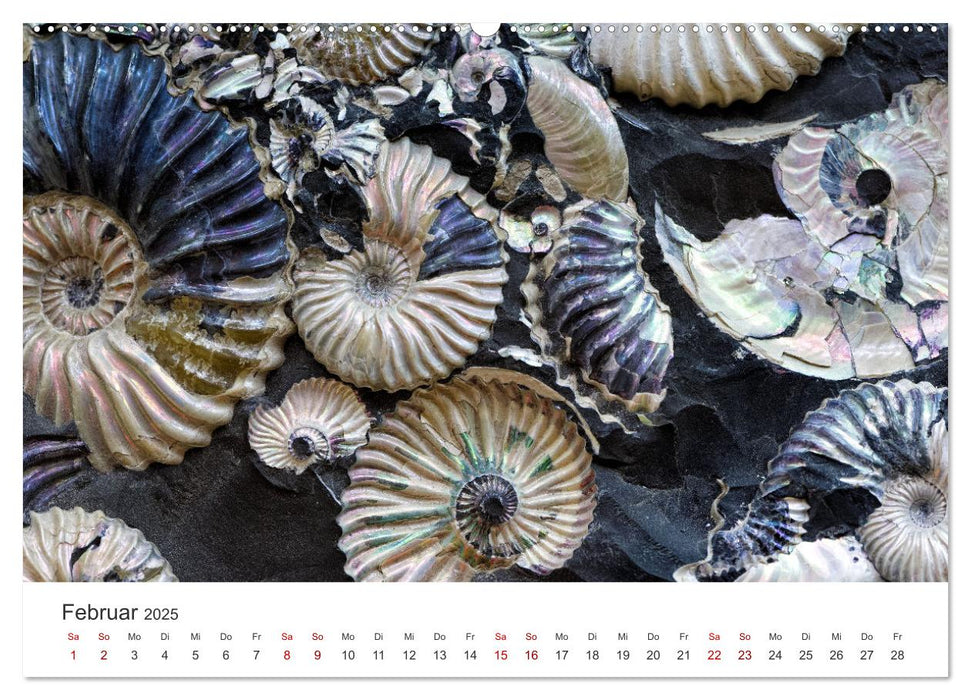 Muscheln - Wahre Schätze (CALVENDO Premium Wandkalender 2025)