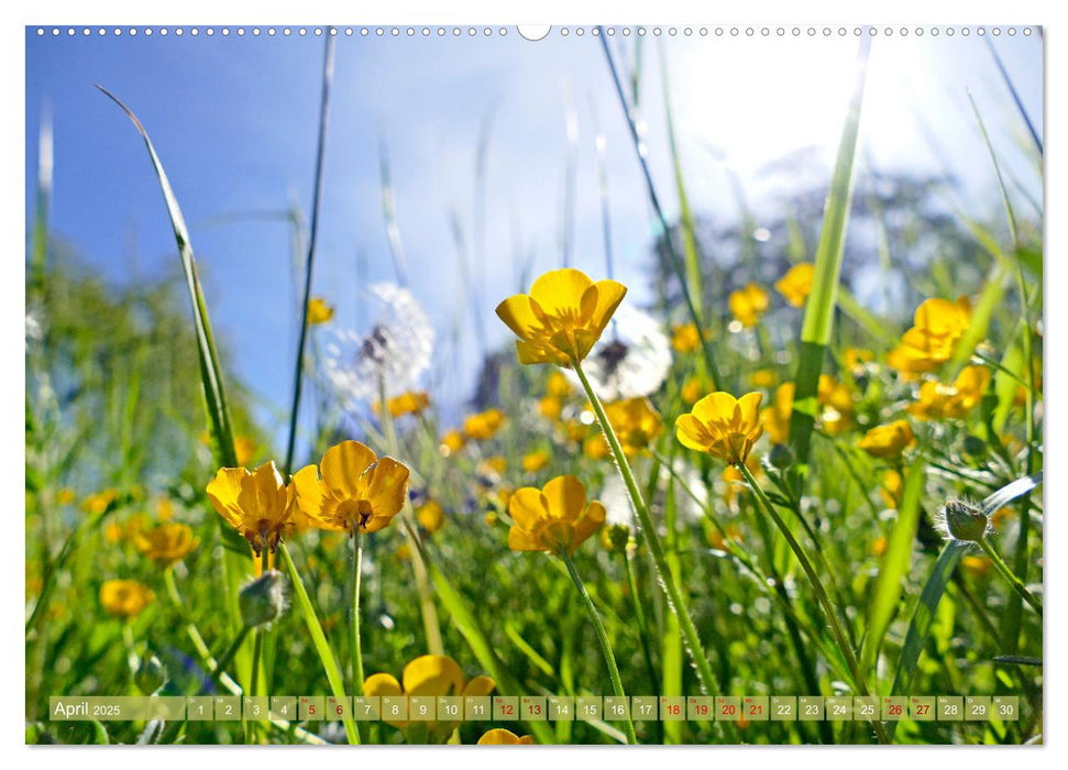 Garten von unten. Ein Perspektivwechsel (CALVENDO Premium Wandkalender 2025)