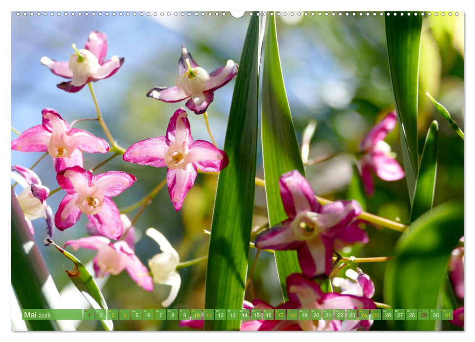 Garten von unten. Ein Perspektivwechsel (CALVENDO Premium Wandkalender 2025)