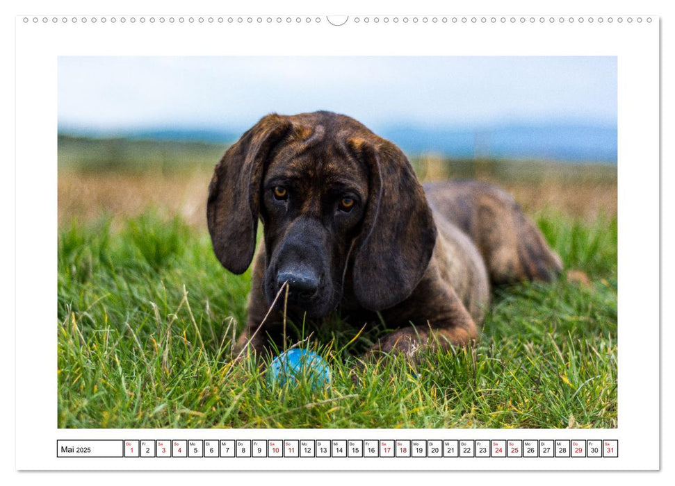 On Tour mit Labrador Yuki (CALVENDO Premium Wandkalender 2025)