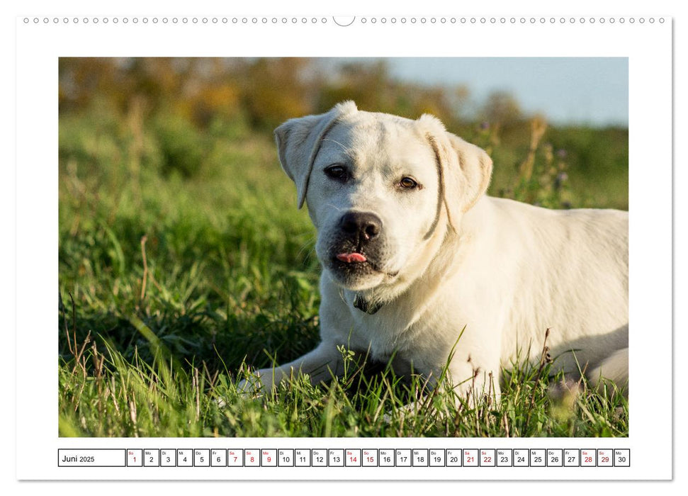 On Tour mit Labrador Yuki (CALVENDO Premium Wandkalender 2025)