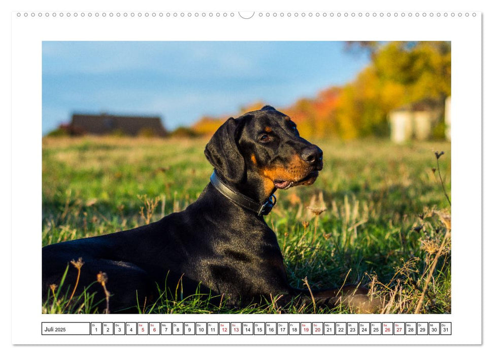 On Tour mit Labrador Yuki (CALVENDO Premium Wandkalender 2025)