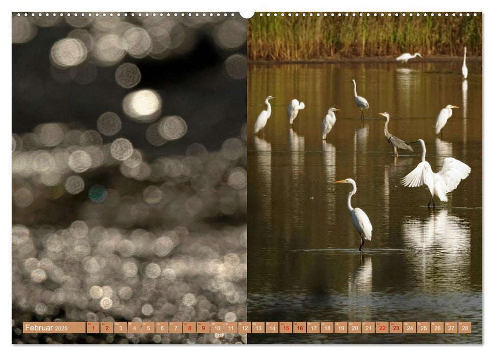 Oberlausitzer Heide- und Teichlandschaft (CALVENDO Premium Wandkalender 2025)