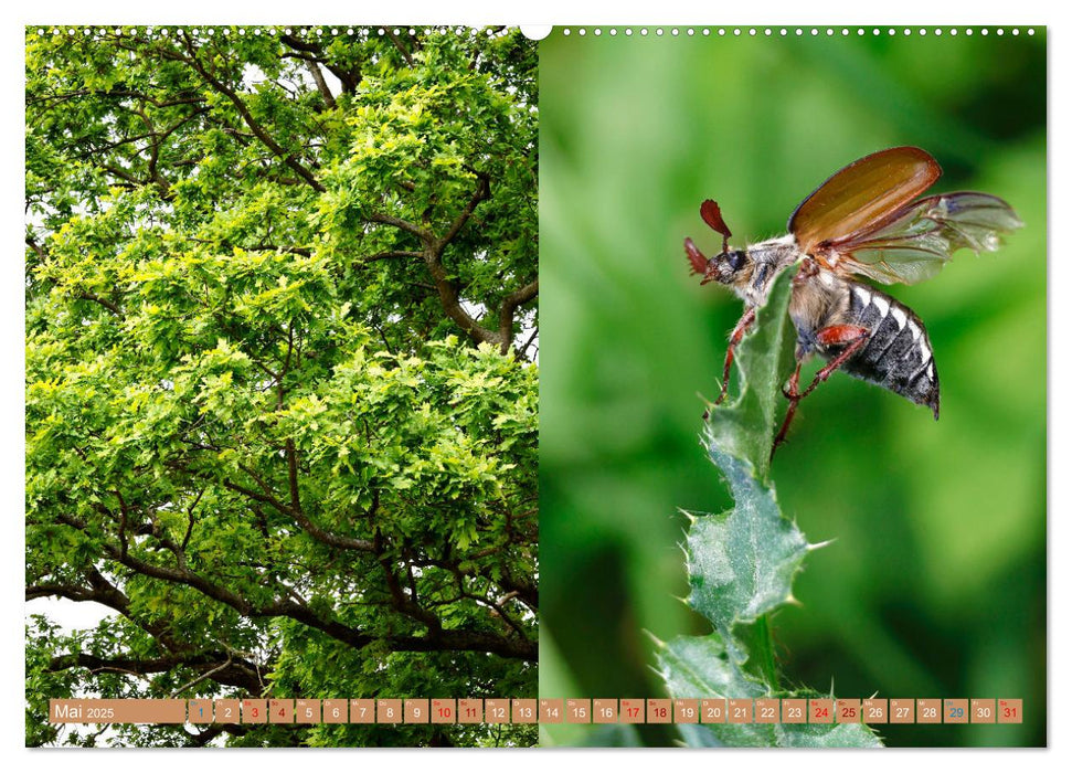 Oberlausitzer Heide- und Teichlandschaft (CALVENDO Premium Wandkalender 2025)