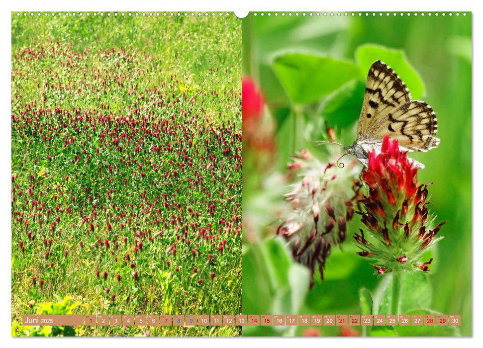 Oberlausitzer Heide- und Teichlandschaft (CALVENDO Premium Wandkalender 2025)