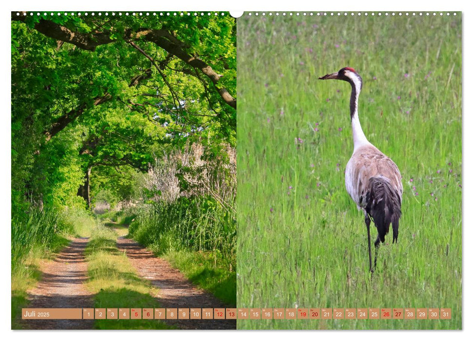 Oberlausitzer Heide- und Teichlandschaft (CALVENDO Premium Wandkalender 2025)