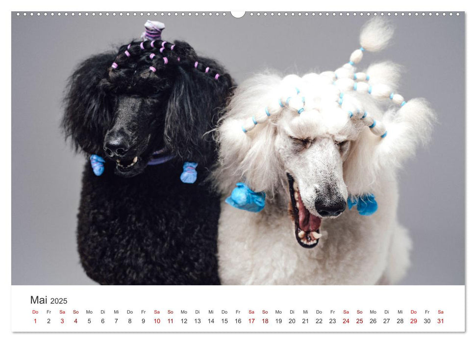 Pudel - Die flauschigen Lockenköpfe. (CALVENDO Premium Wandkalender 2025)