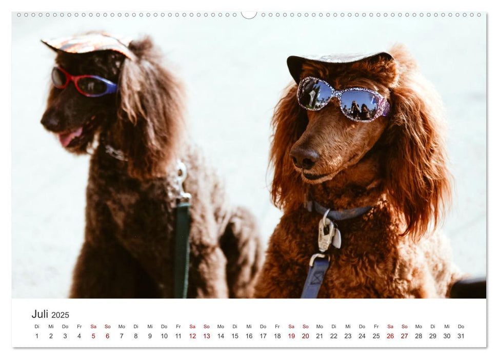 Pudel - Die flauschigen Lockenköpfe. (CALVENDO Premium Wandkalender 2025)