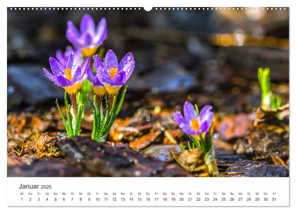 Die magische Welt der Blumen (CALVENDO Premium Wandkalender 2025)