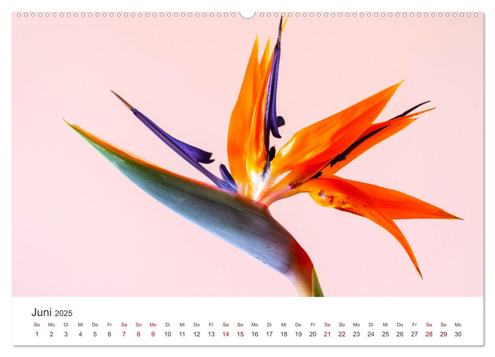 Die magische Welt der Blumen (CALVENDO Premium Wandkalender 2025)