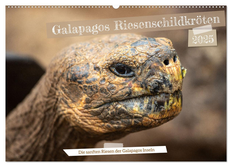 Die Riesenschildkröten der Galapagos Inseln (CALVENDO Wandkalender 2025)