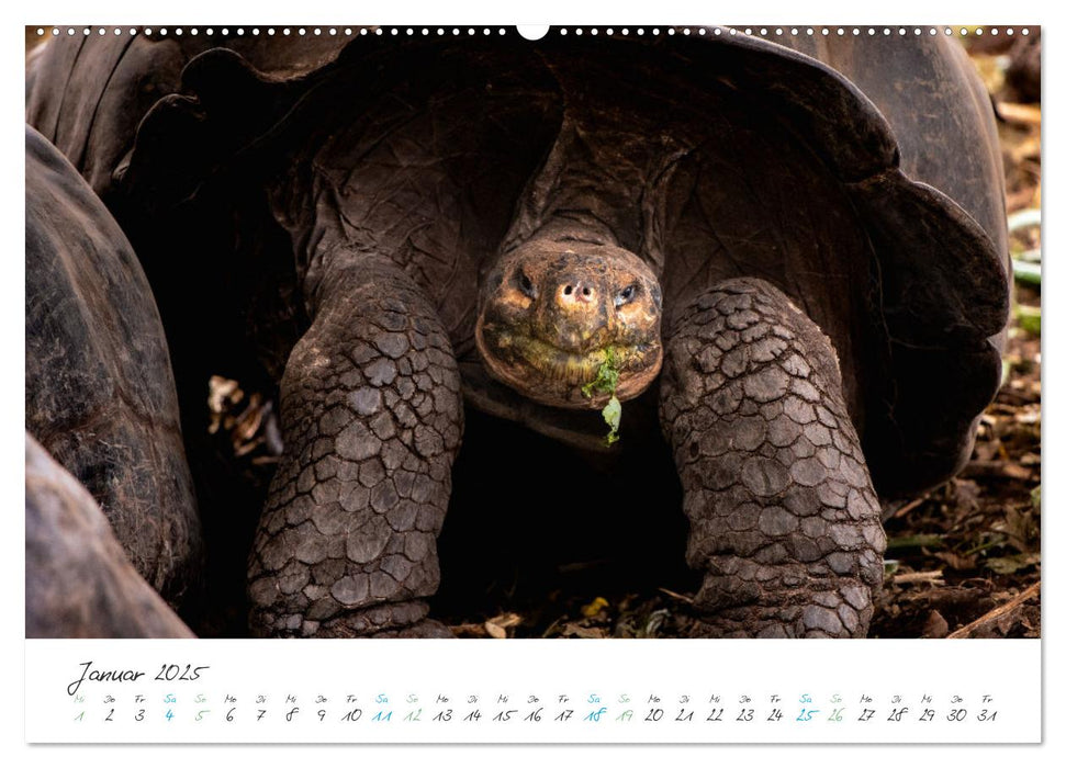 Die Riesenschildkröten der Galapagos Inseln (CALVENDO Wandkalender 2025)