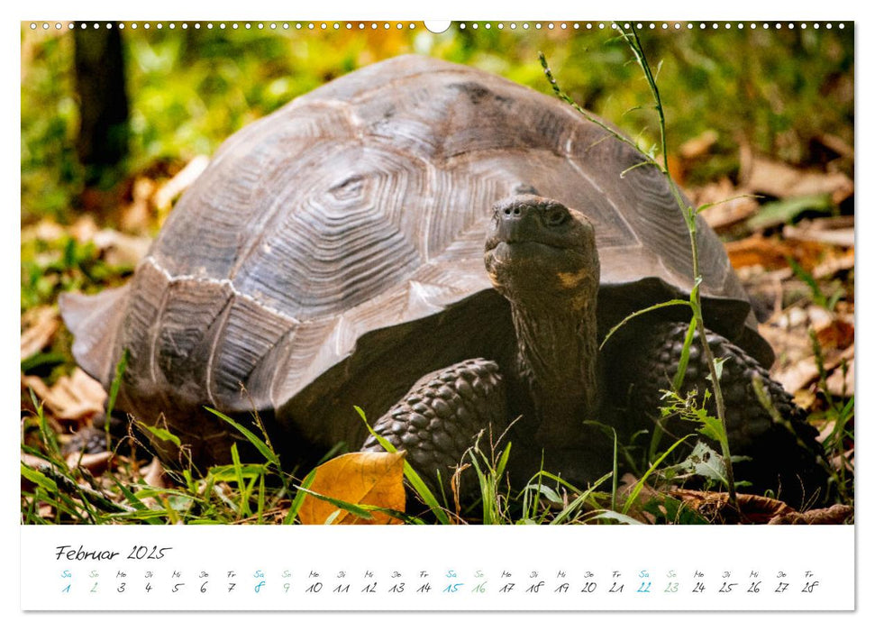 Die Riesenschildkröten der Galapagos Inseln (CALVENDO Wandkalender 2025)