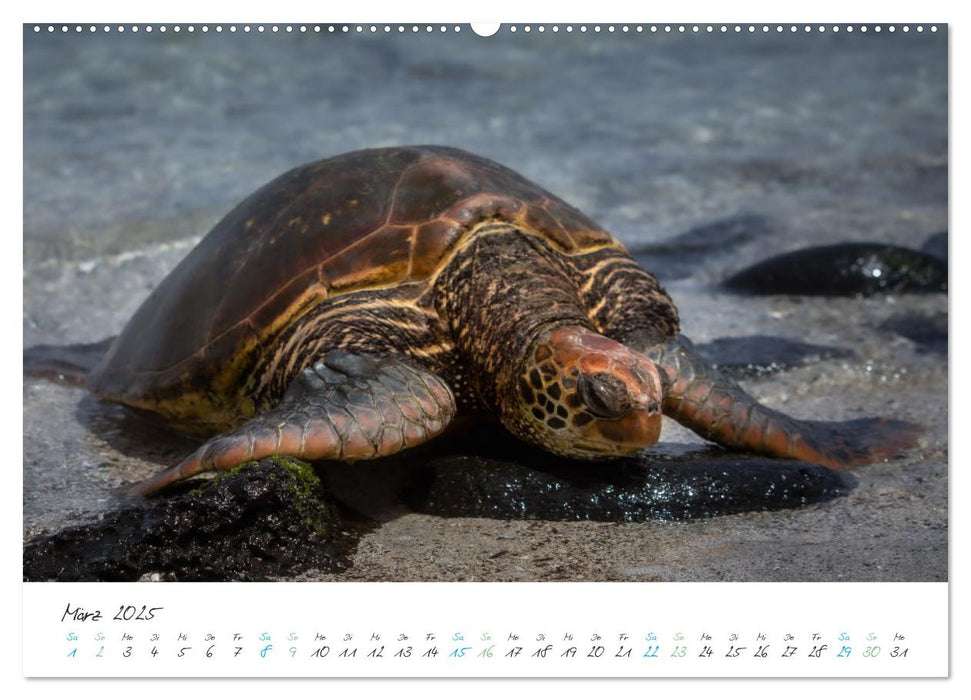 Die Riesenschildkröten der Galapagos Inseln (CALVENDO Wandkalender 2025)