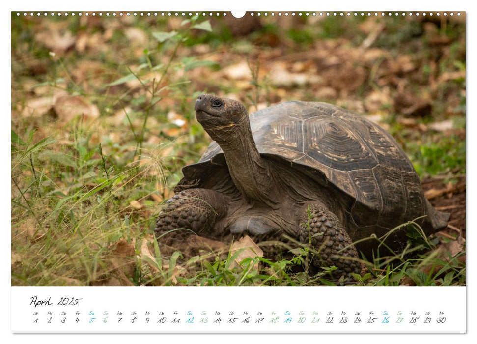 Die Riesenschildkröten der Galapagos Inseln (CALVENDO Wandkalender 2025)