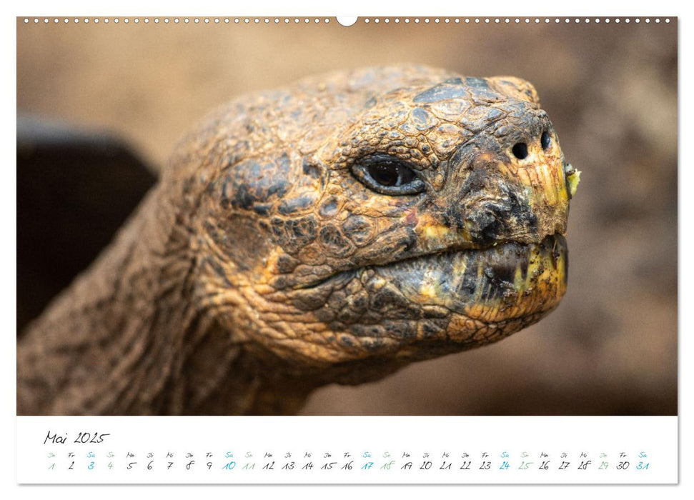 Die Riesenschildkröten der Galapagos Inseln (CALVENDO Wandkalender 2025)