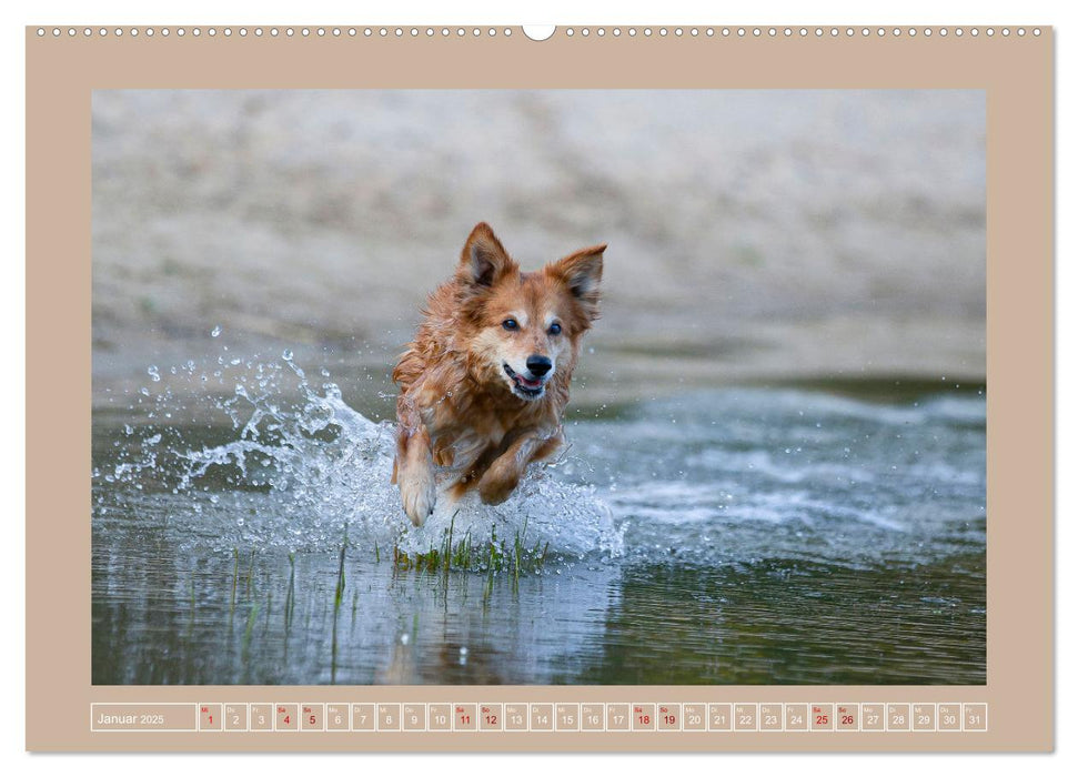 Hunde Action (CALVENDO Premium Wandkalender 2025)