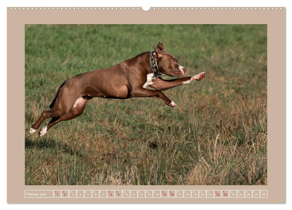 Hunde Action (CALVENDO Premium Wandkalender 2025)