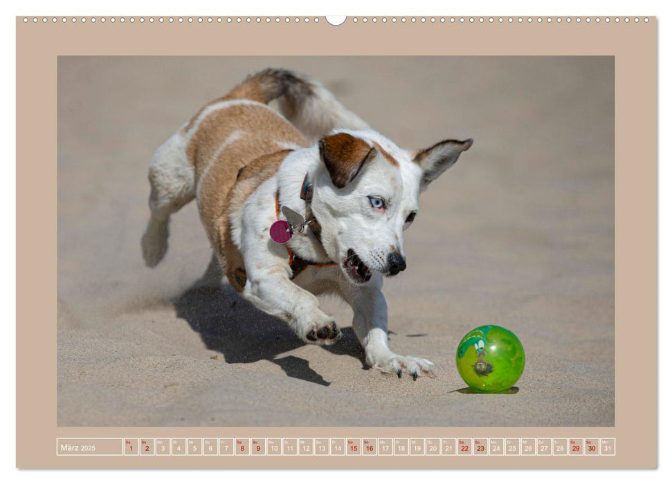 Hunde Action (CALVENDO Premium Wandkalender 2025)