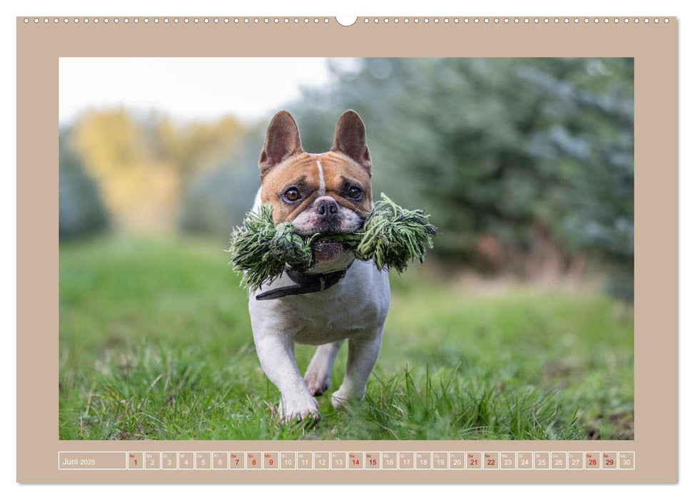 Hunde Action (CALVENDO Premium Wandkalender 2025)