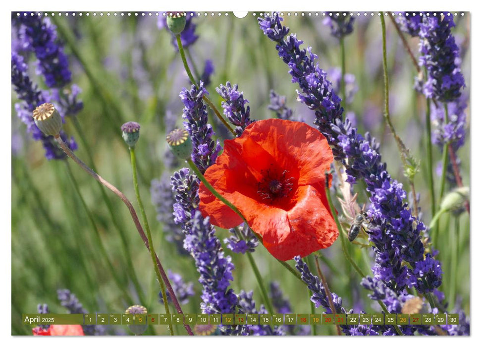 Der Duft von Lavendel (CALVENDO Wandkalender 2025)